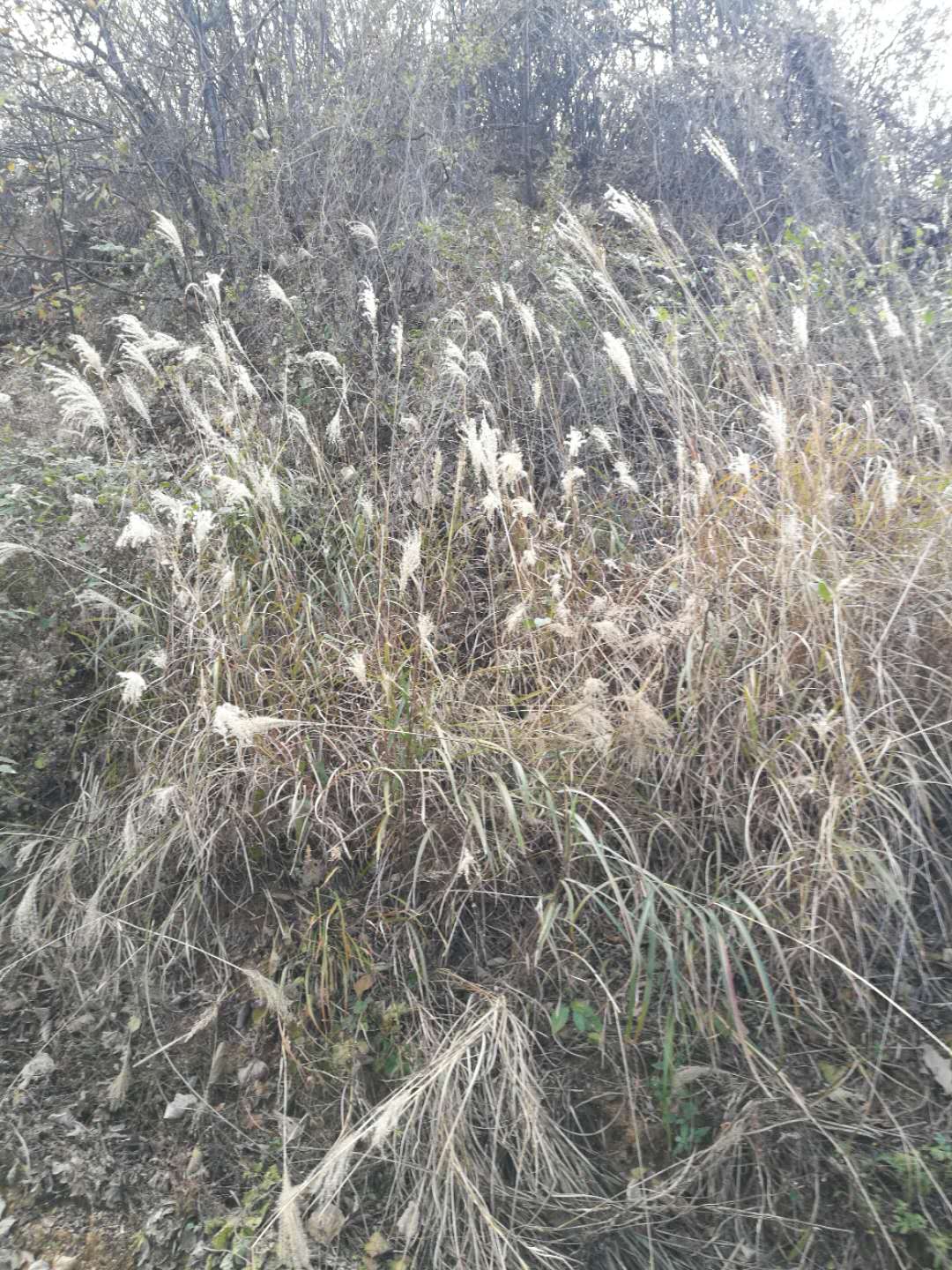 赌博平台